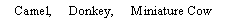 Text Box: Camel,     Donkey,     Miniature Cow