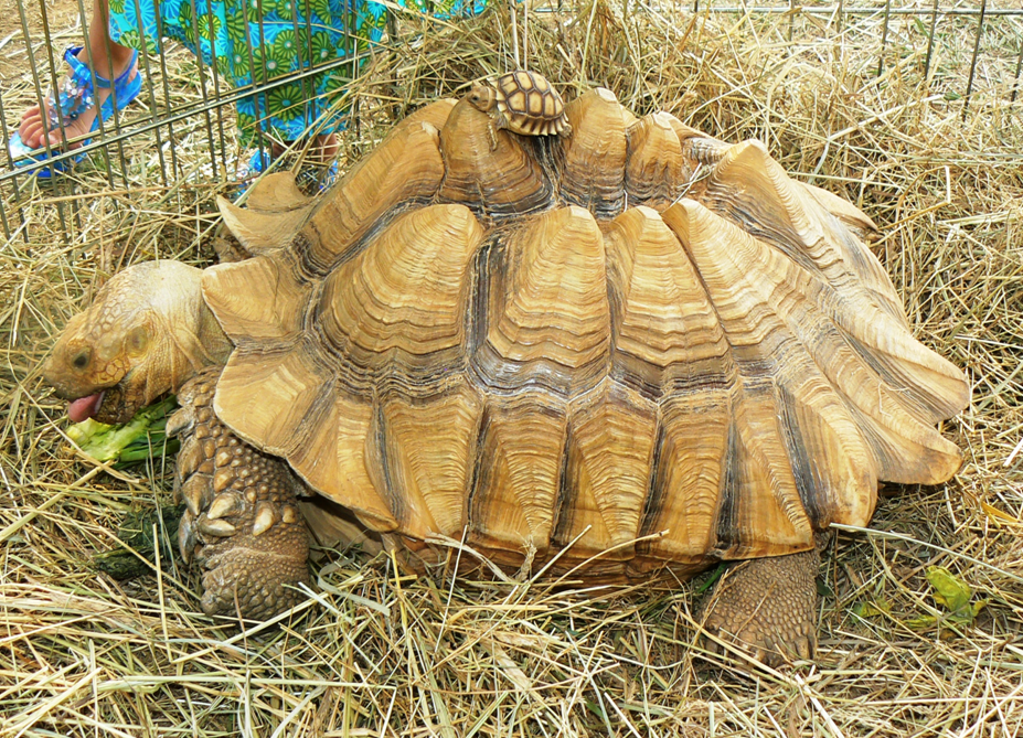 African Spurred Tortoise Bar C Ranch