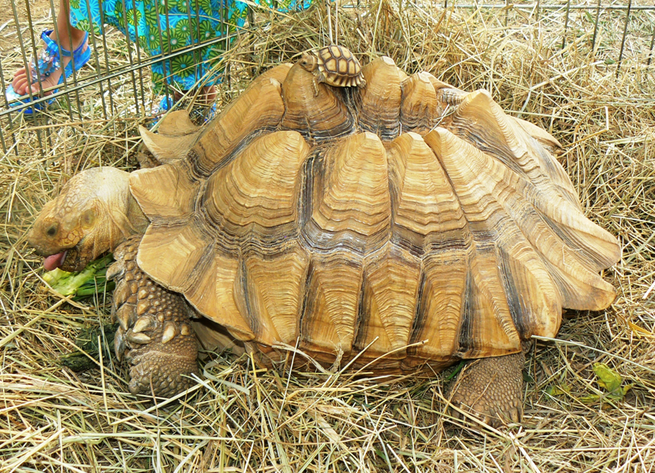 African Spurred Tortoise - Bar C Ranch